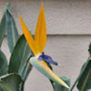 Meet your Posher, Angel